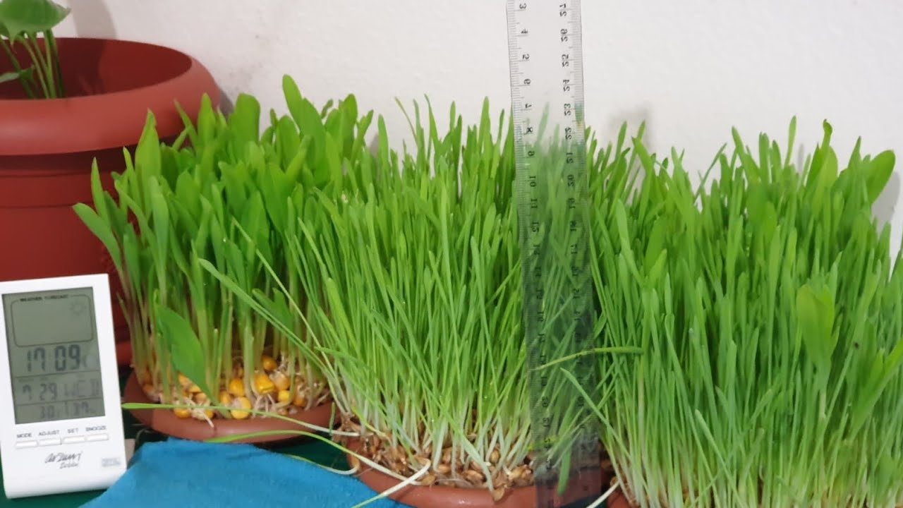 Hasıla fiyasko diyen  Laboratuvar Analiziniz sonucundaki Yorum HATASI