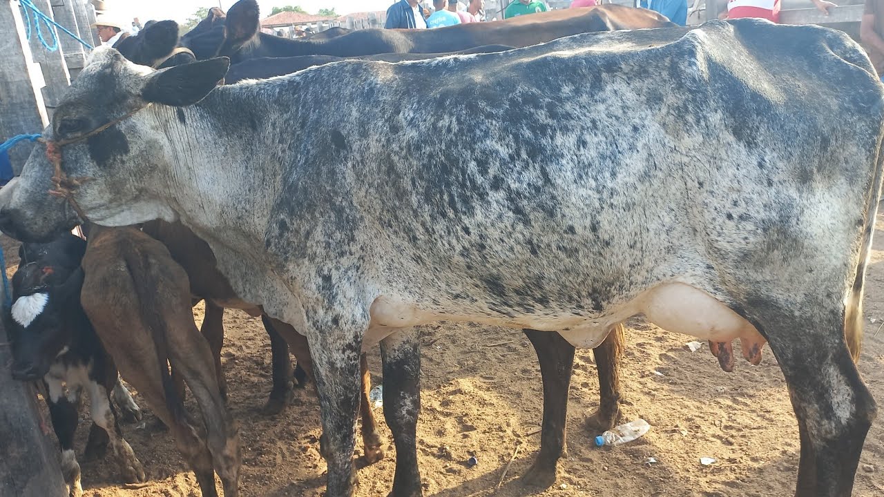 Feira de vaca de leite em Dois Riachos Alagoas 18/03/26#nordeste