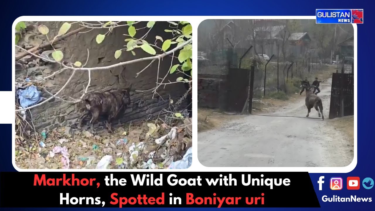 Markhor, the Wild Goat with Unique Horns, Spotted in Boniyar uri
