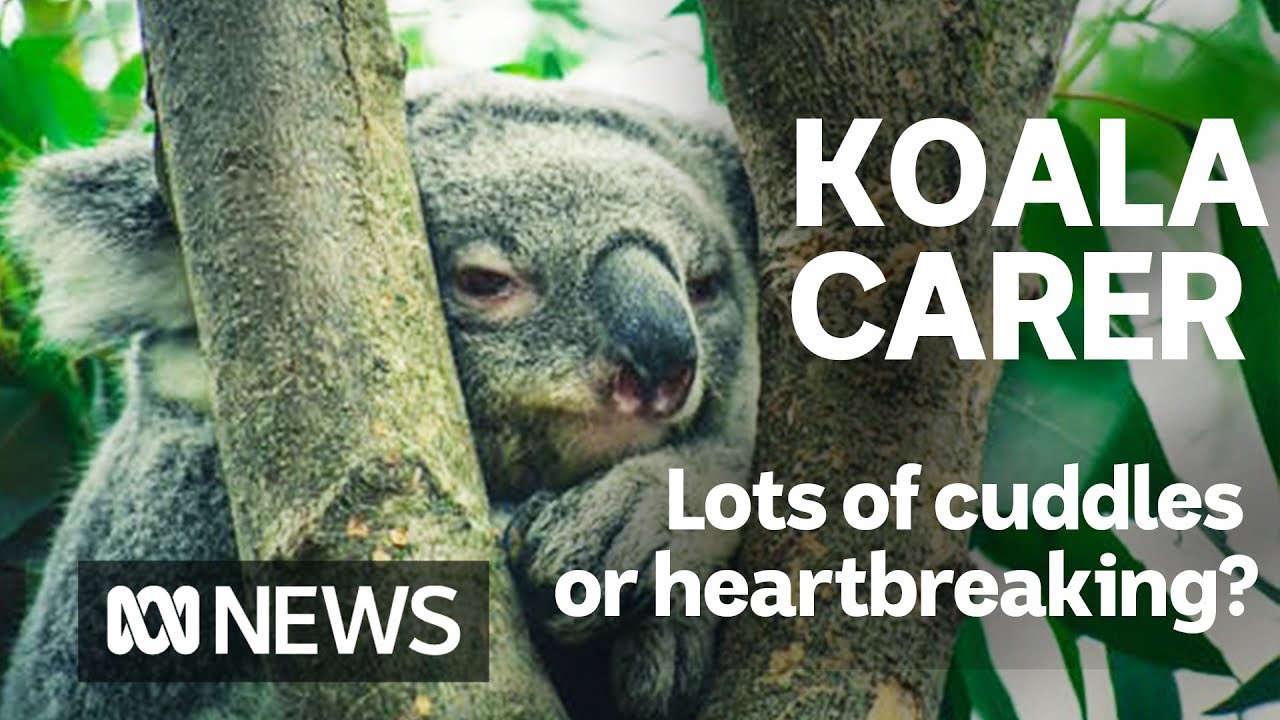 A day in the life of an Australian koala carer | ABC news