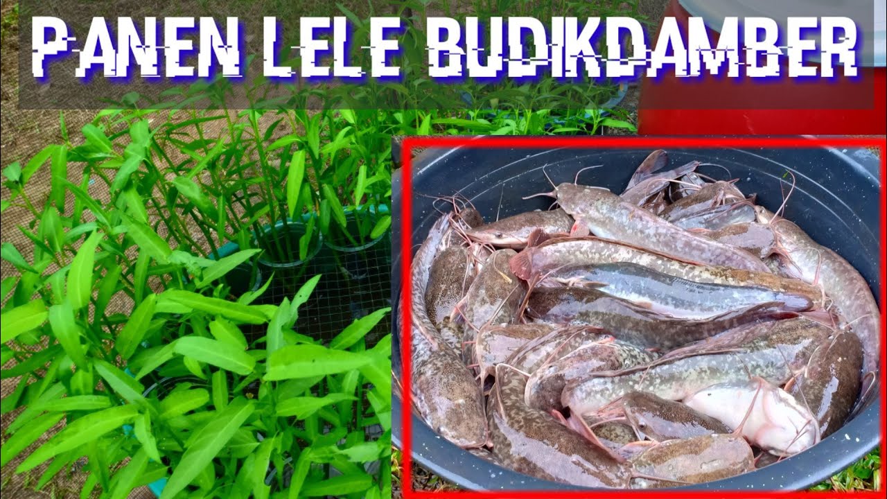 Panen Lele Budikdamber | Tips Agar Berhasil Panen