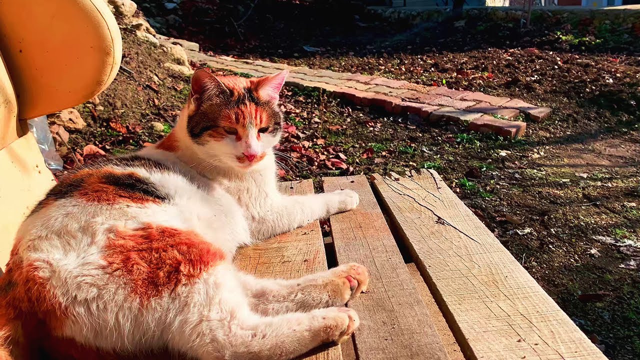 A Day in the Life of a Garden Cat: Meet Bücürük