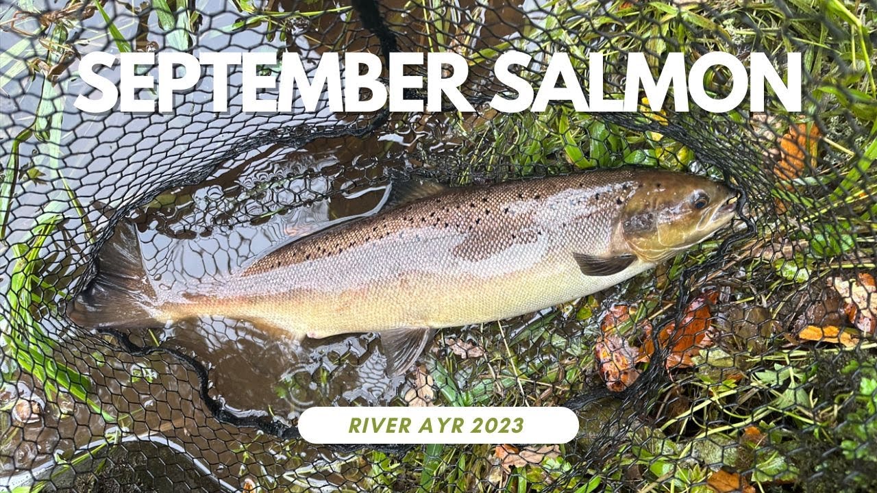 September Salmon on the river Ayr