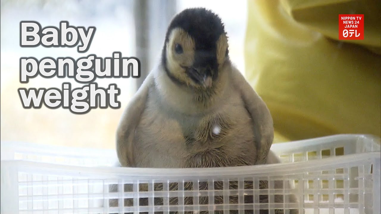 Baby emperor penguin weighed