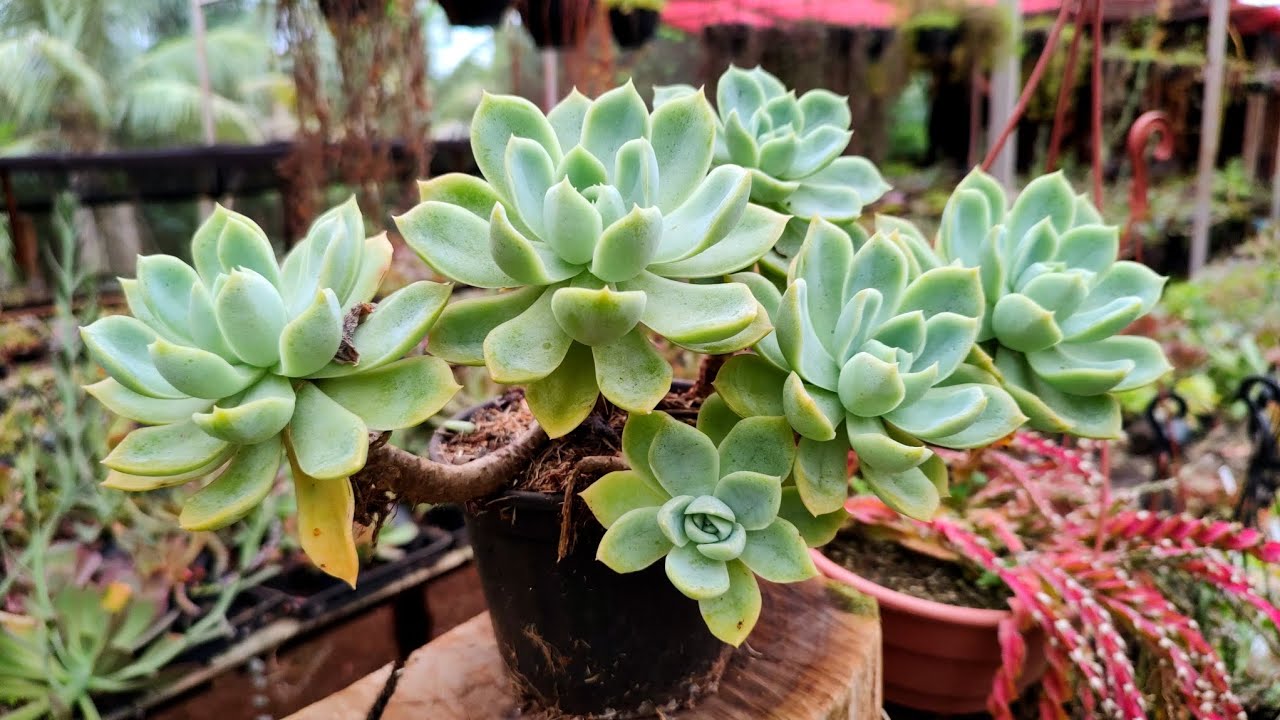 TENHA SUCULENTAS MARAVILHOSAS EM CASA | JARDIM DOS CACTOS