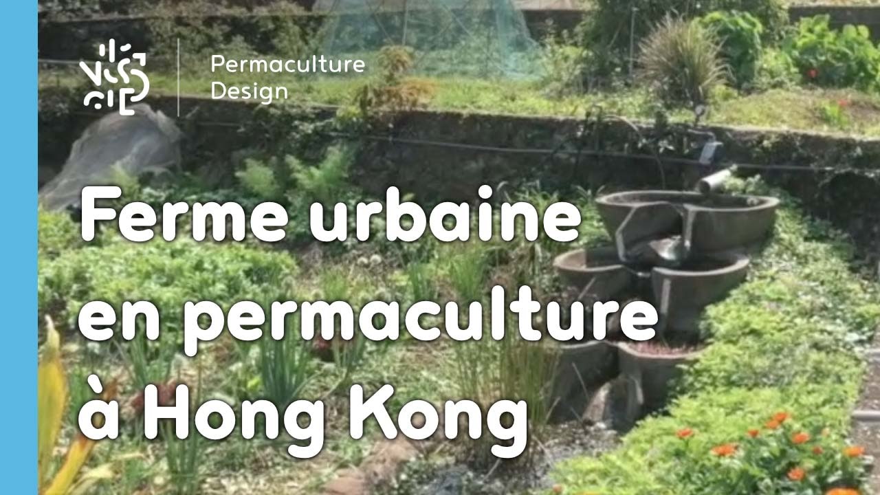 Ferme urbaine en permaculture à Hong Kong