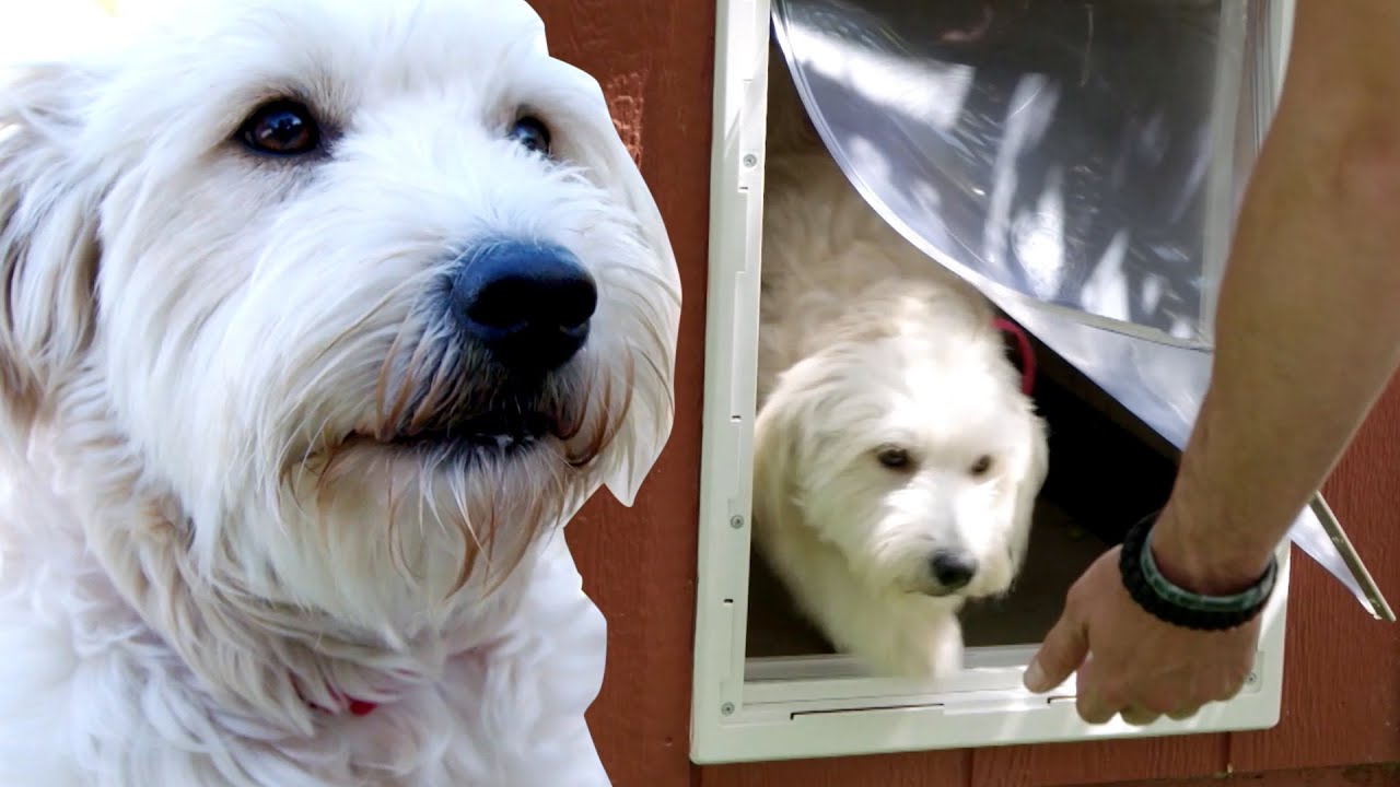 How to Train a Dog to Use a Doggy Door