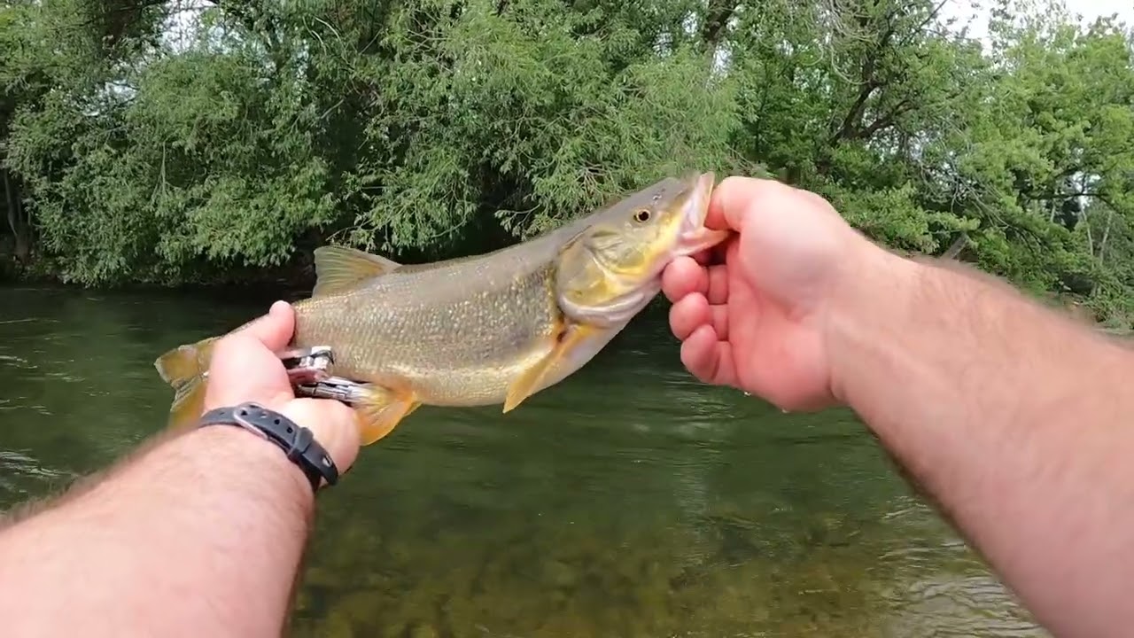 Trout fishing for pikeminnow?!
