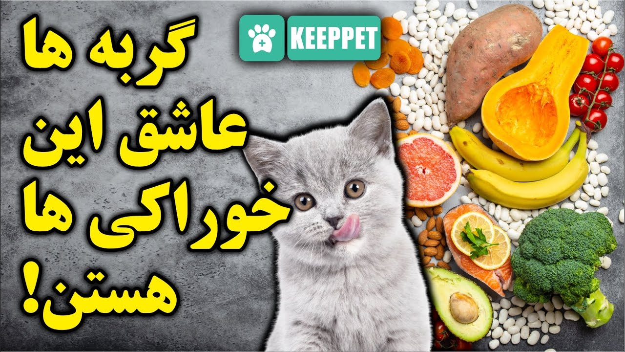 10 غذایی که گربه رو عاشق شما میکنه!