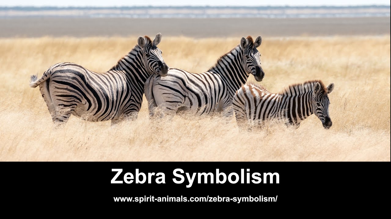 Zebra Symbolism