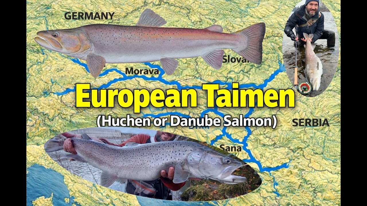 Danube Salmon