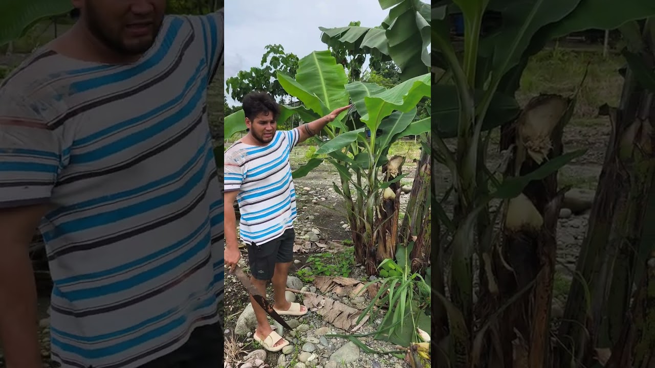 Se nos viro nuestra planta de Bananas o guineo🍌#campo #shorts #viralvideo 