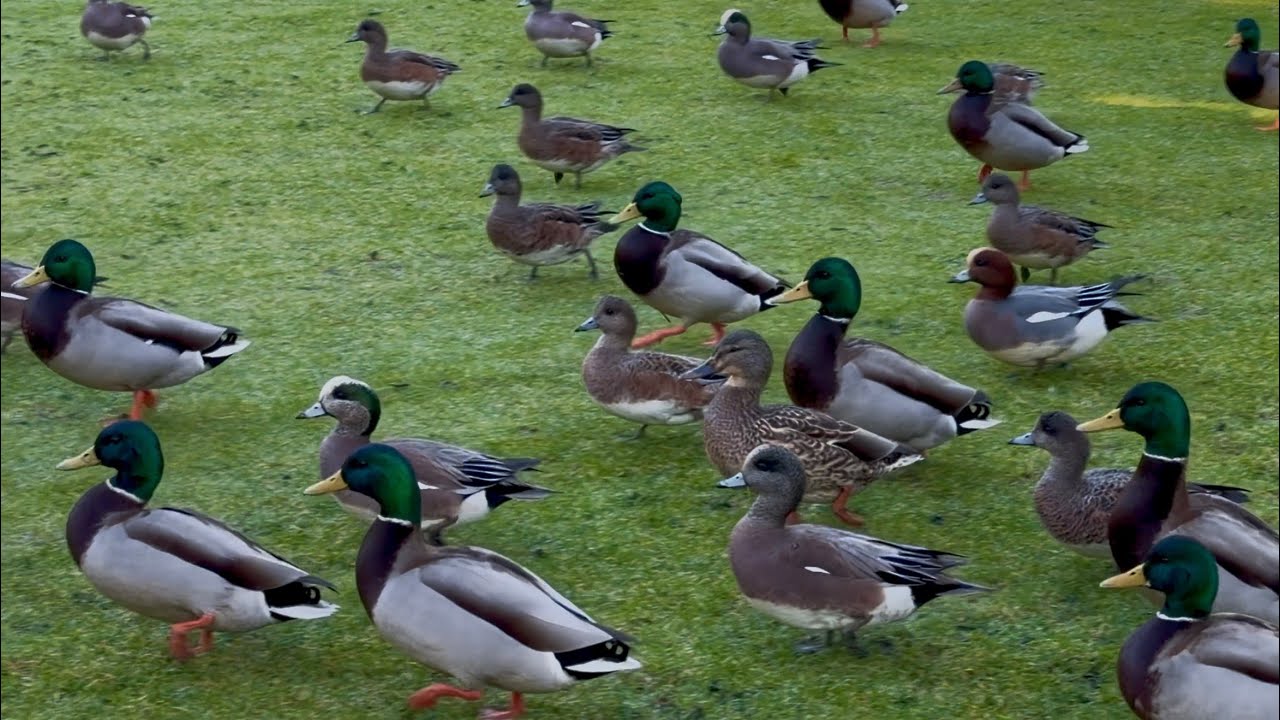 Cute Mallard Ducks Waddling | Gentle Wildlife Moment