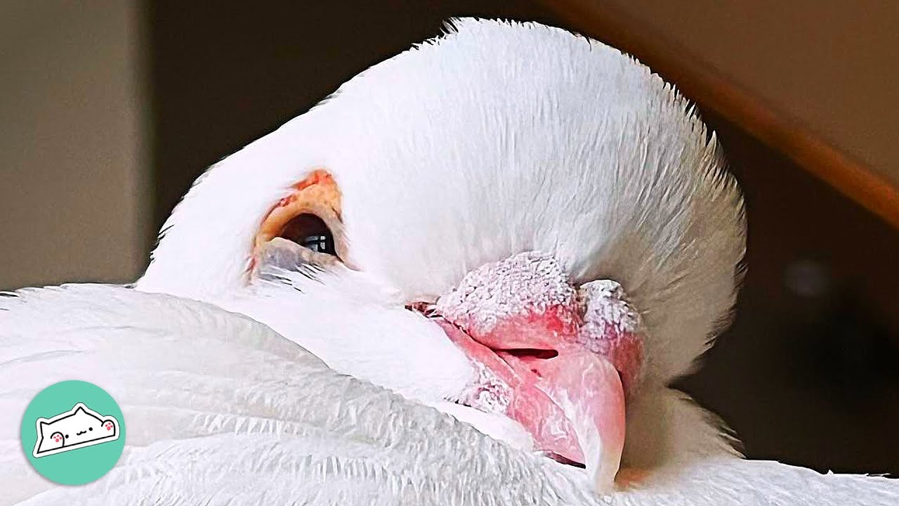 Girl Falls In Love With Stranded Pigeon. Now He Runs Her House | Cuddle Buddies