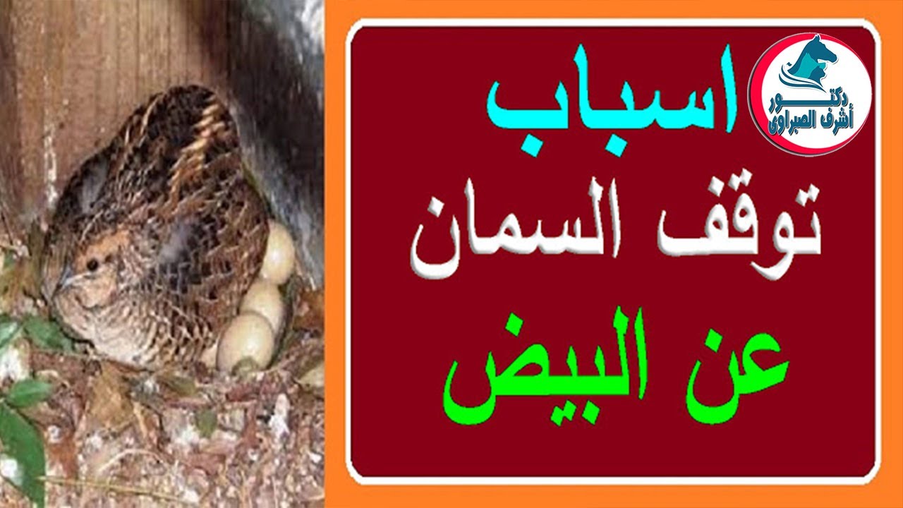تعرف على  اسباب توقف السمان عن البيض