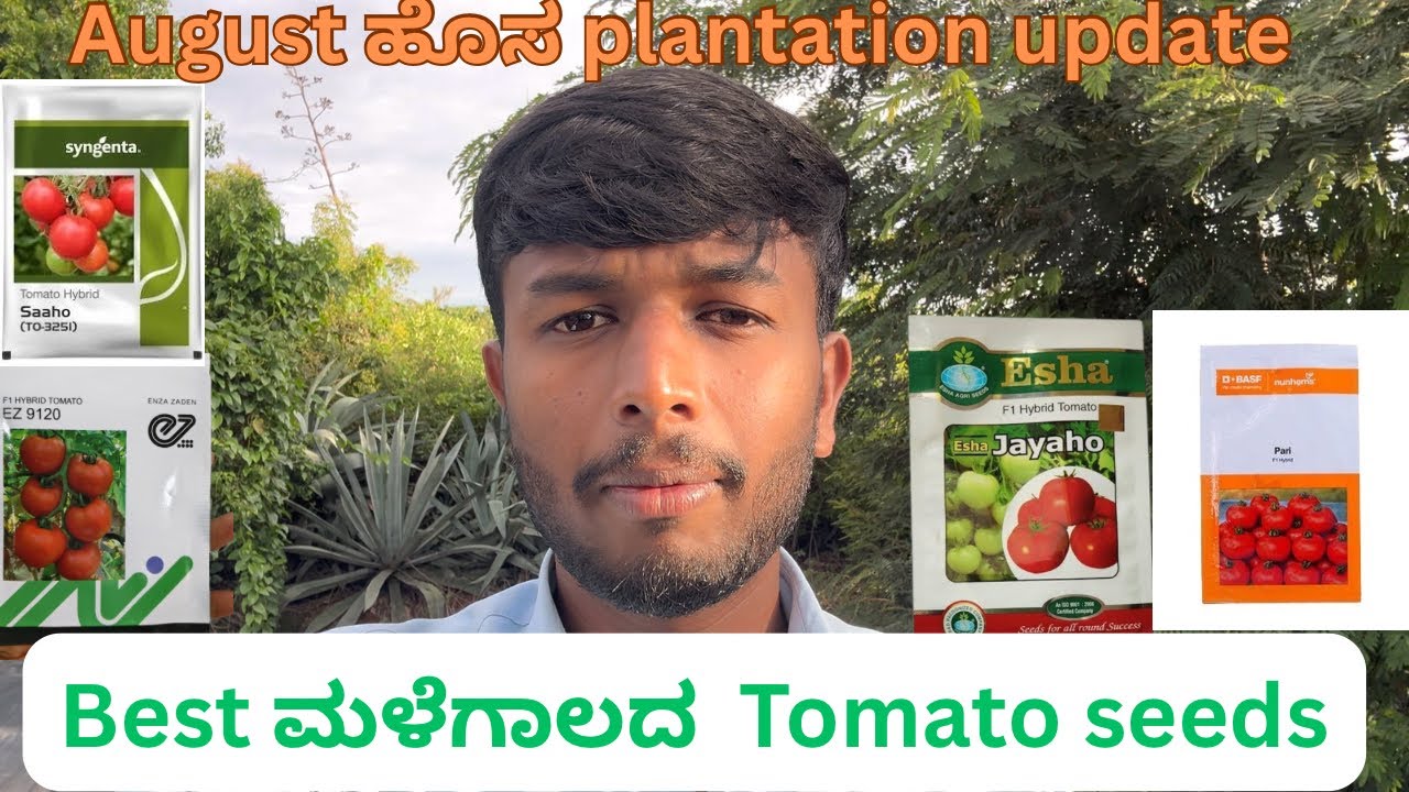Top 5 Rainy Season Tomato Seeds 🌱 | August Tomato Plantation Update for High