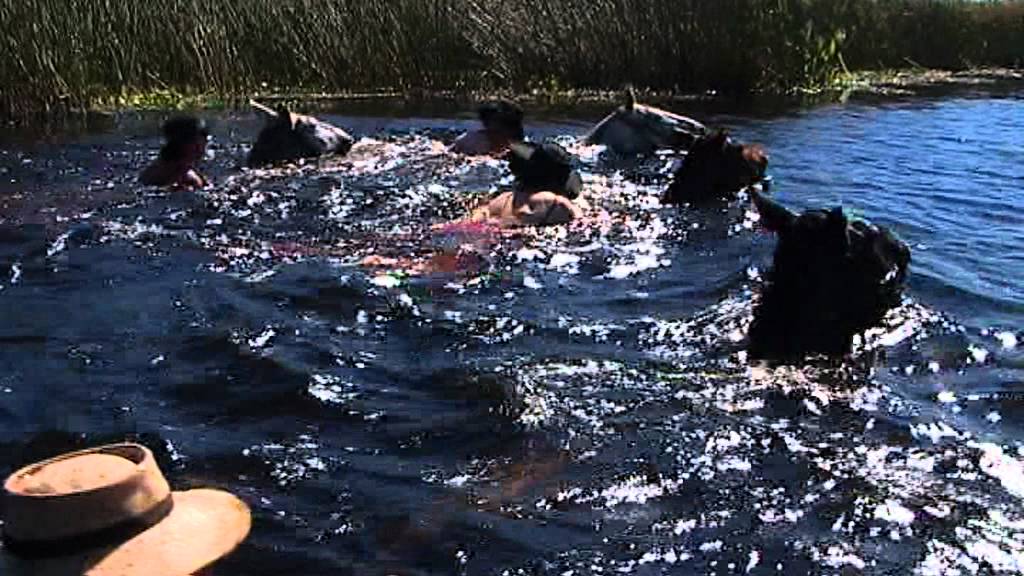 Iberá en Movimiento: Una Cabalgata por los Esteros