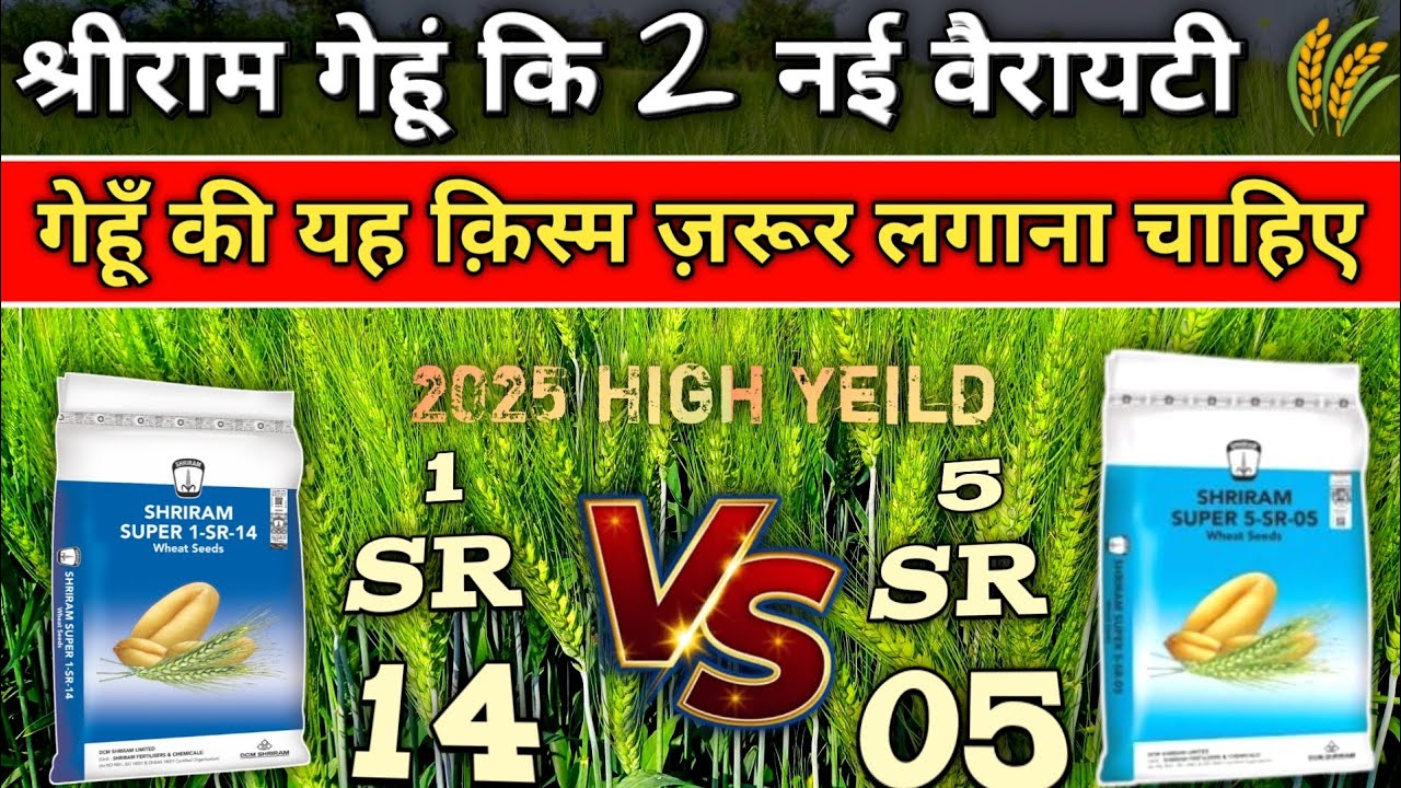 मध्यप्रदेश के लिए गेहूं कि टॉप वैरायटी 🌾| Best Wheat seed Variety For MP | श्रीराम SR05 vs SR14