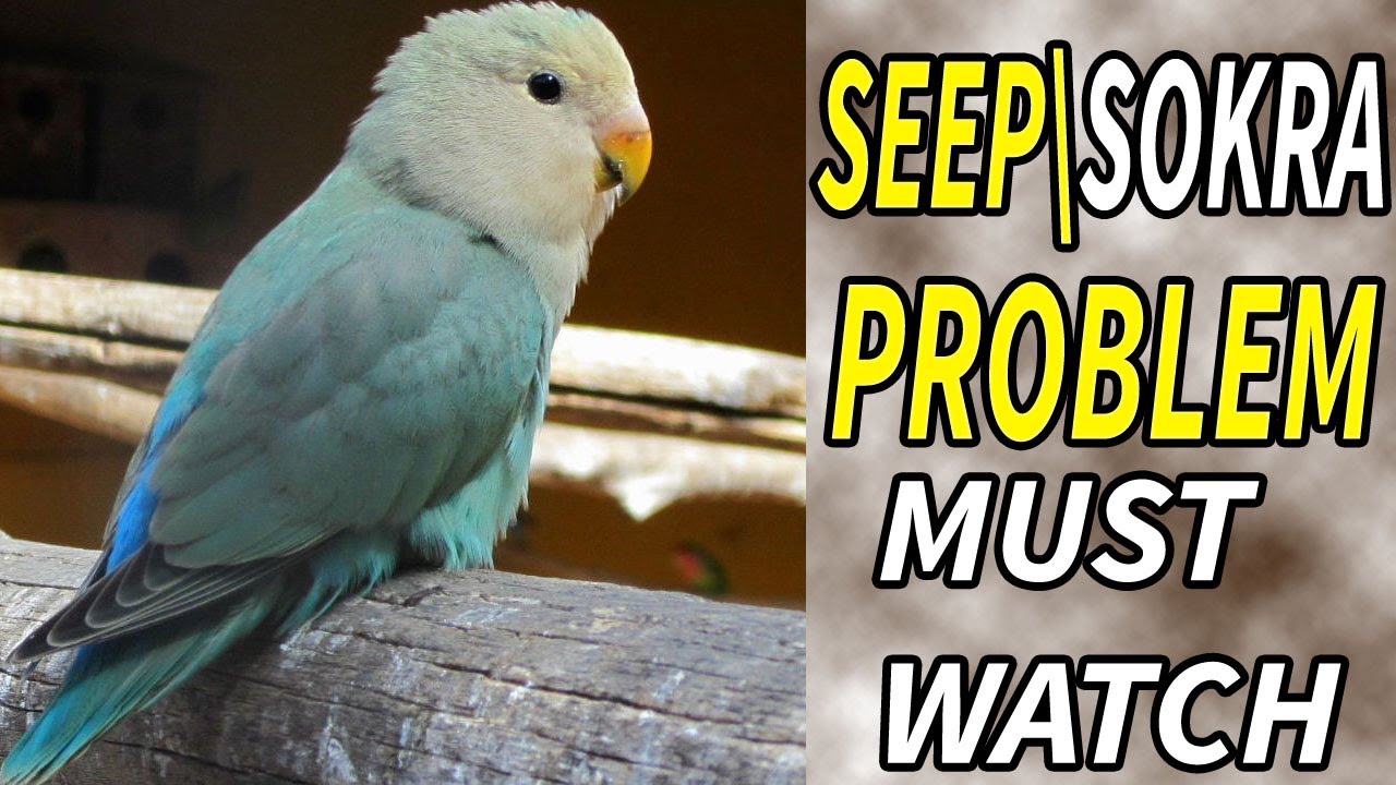 Why Lovebirds Get Weak/Sick In Urdu/Hindi |Seep/ Sokray Ki Main Wajha| DsAviary 313| 2022