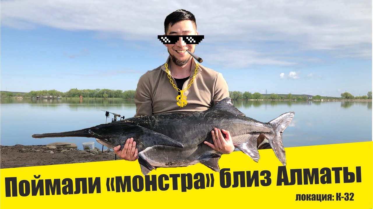 Поймали ВЕСЛОНОСА на карповую снасть, рыбалка в Алматинской области. Видео архив