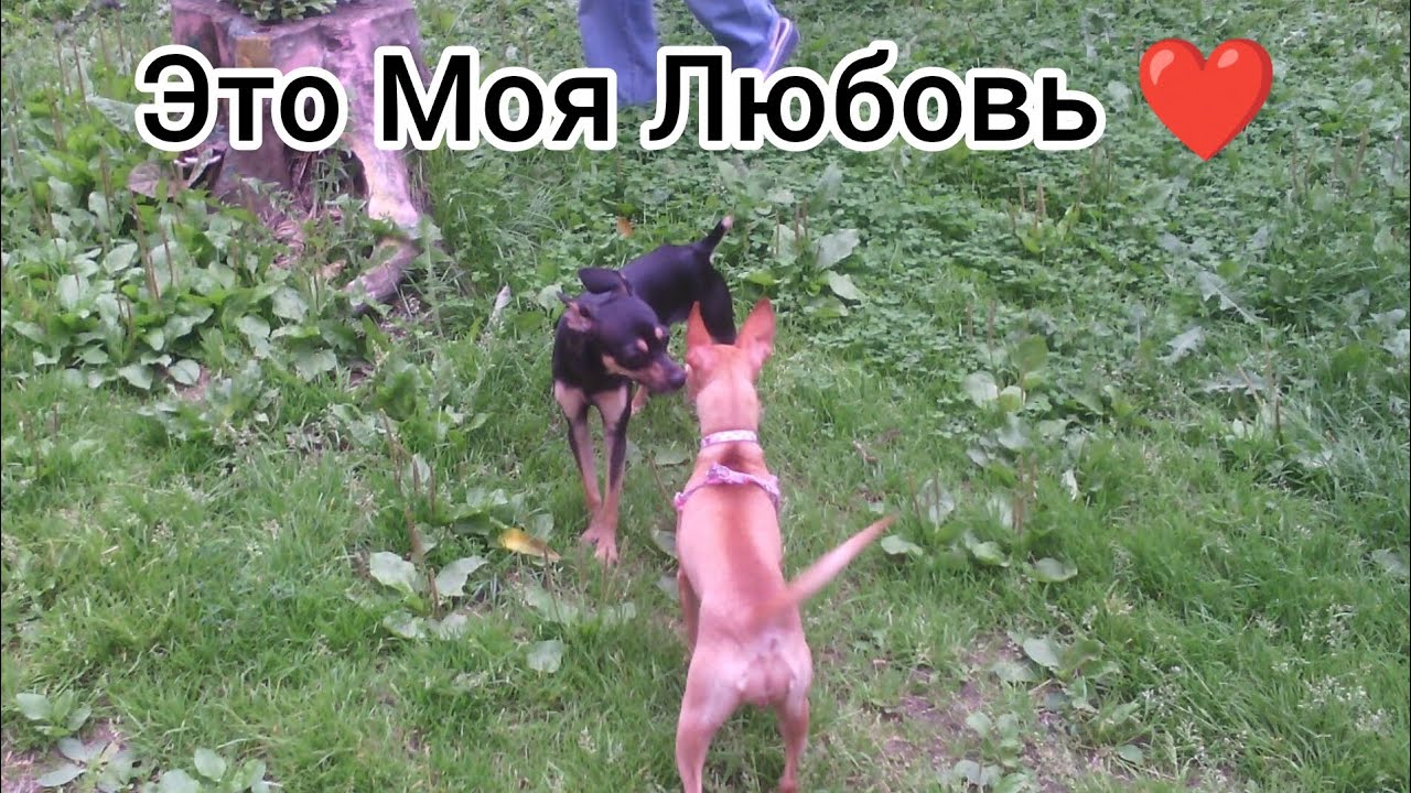 Лиля и Босс - Это Моя Любовь 