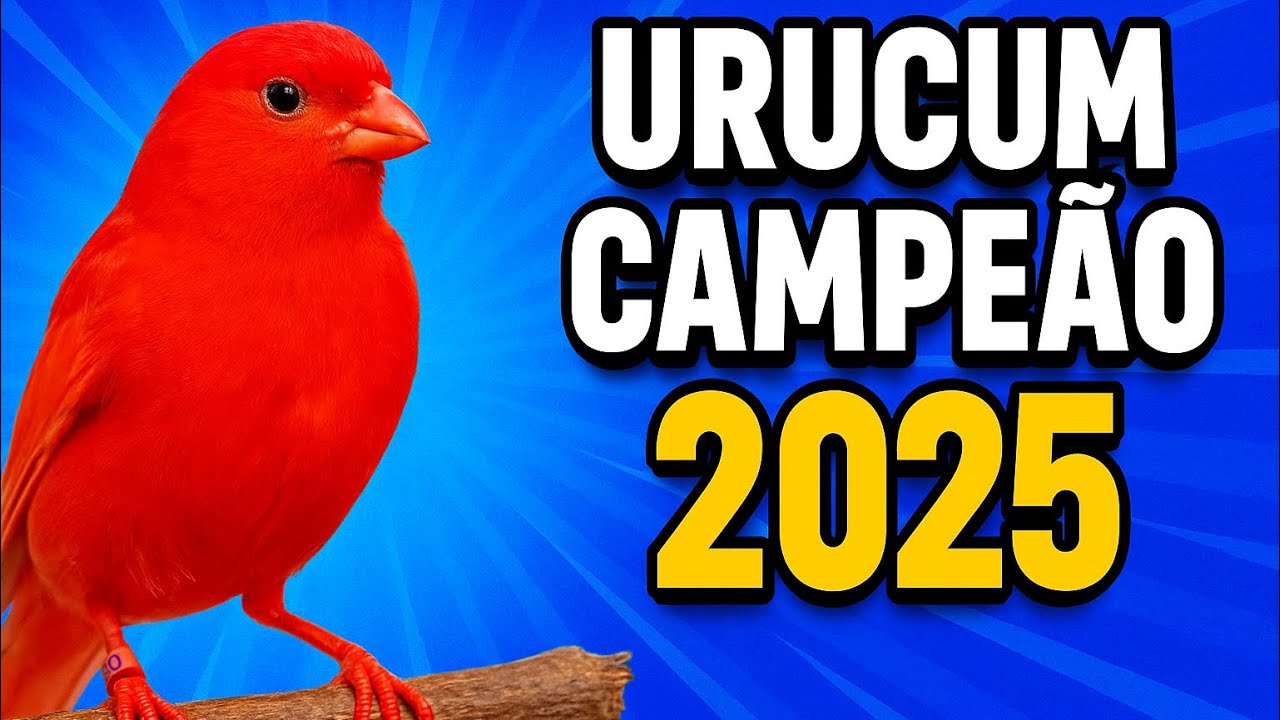 Canário Urucum Vermelho  Intenso - Campeão Brasileiro FOB 2025 - Criador Leonardo Rodrigues