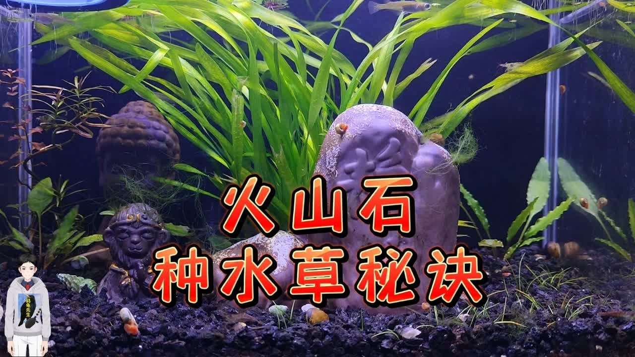【鸫龟先生】火山石底砂种不活水草？古法生态缸不是水草缸，火山石颗粒种水草的秘诀，唯有耐心不折腾。古法养鱼，火山石底砂栽种水草的方法技巧，水草生长不好的原因分析