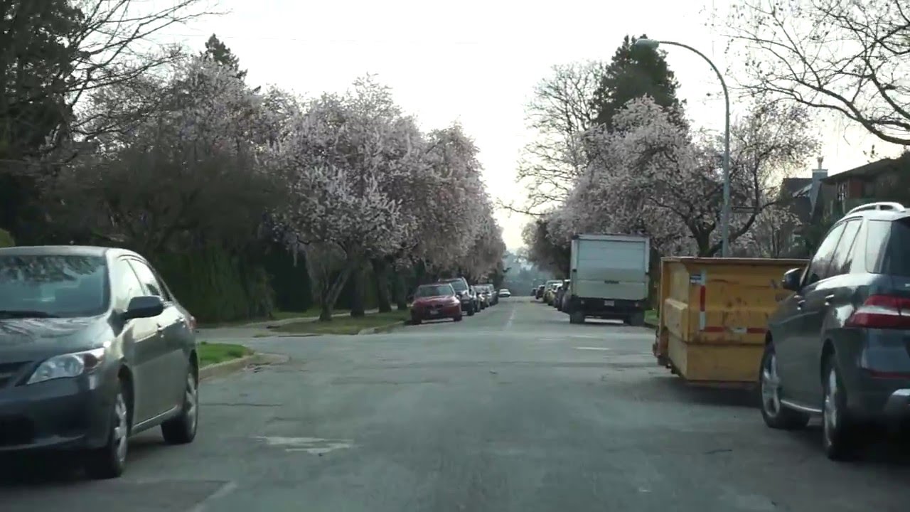 Cherry blossom in West Point Grey, 1080 60p