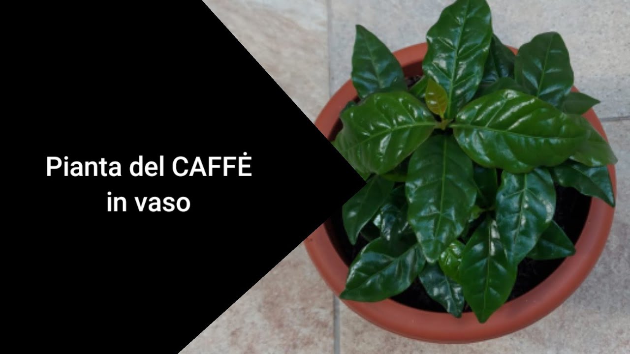 Pianta del caffè in vaso