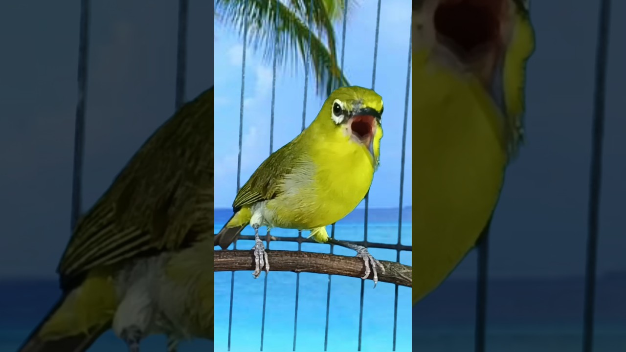 pleci dakun lokal gacor 