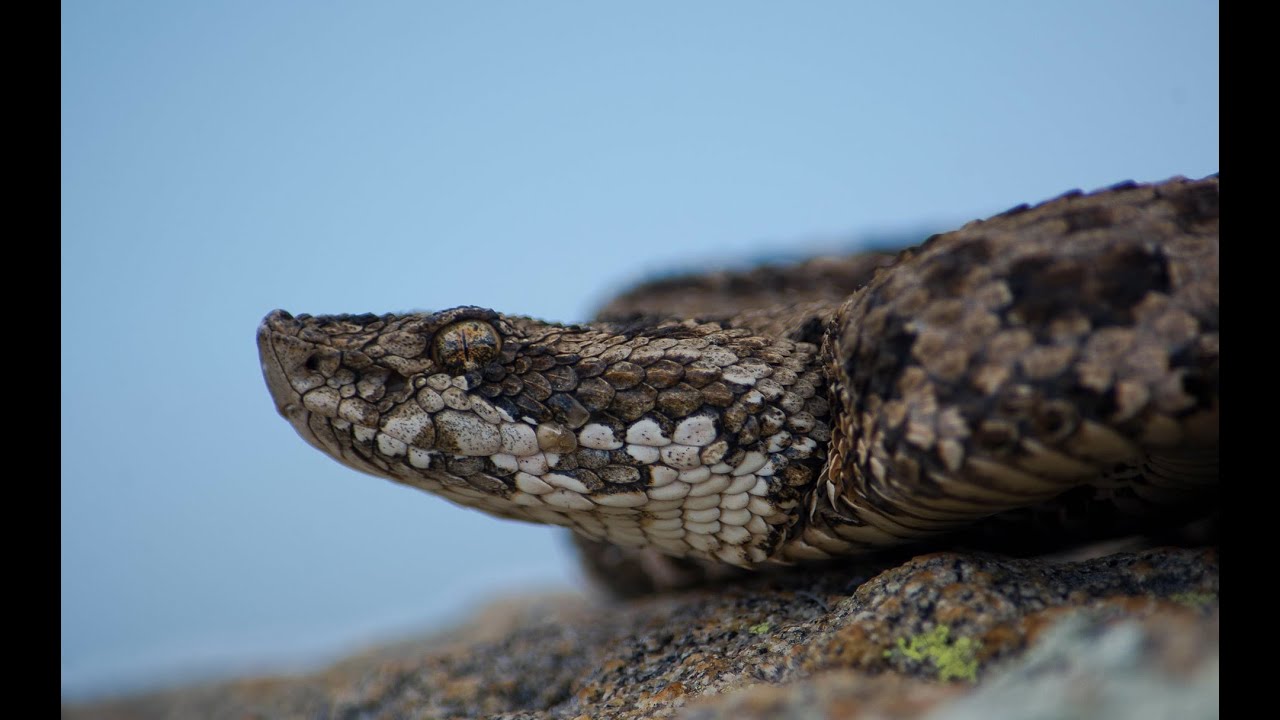 Entrevista a Paola. A. Carrasco, sobre la redescripción de Bothrops ammodytoides