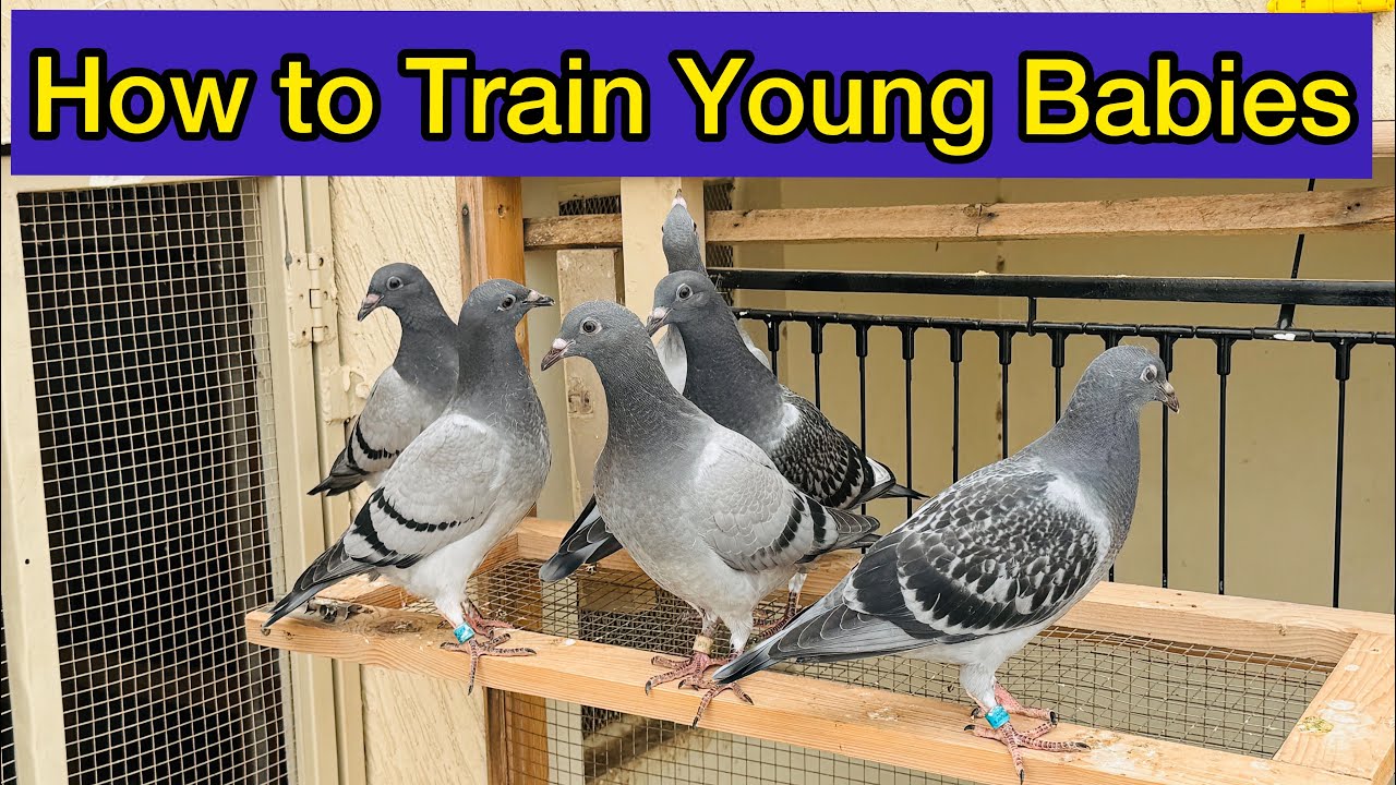 How to train Young Racing Pigeons babies on loft | Racing Pigeons Training