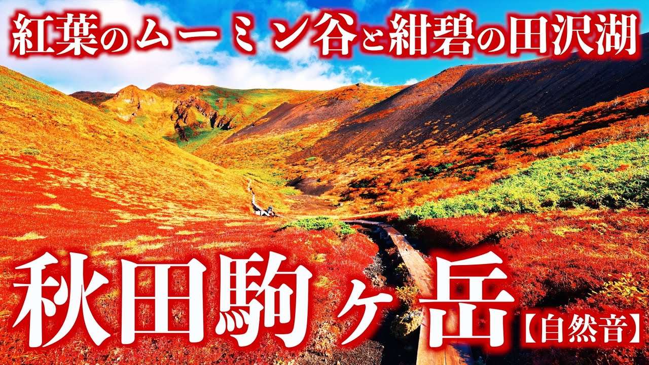 【登山】秋の秋田駒ヶ岳｜紅葉のムーミン谷と紺碧の田沢湖を望む東北の名峰(自然音)＜Japan in 4K／Nature Sound＞