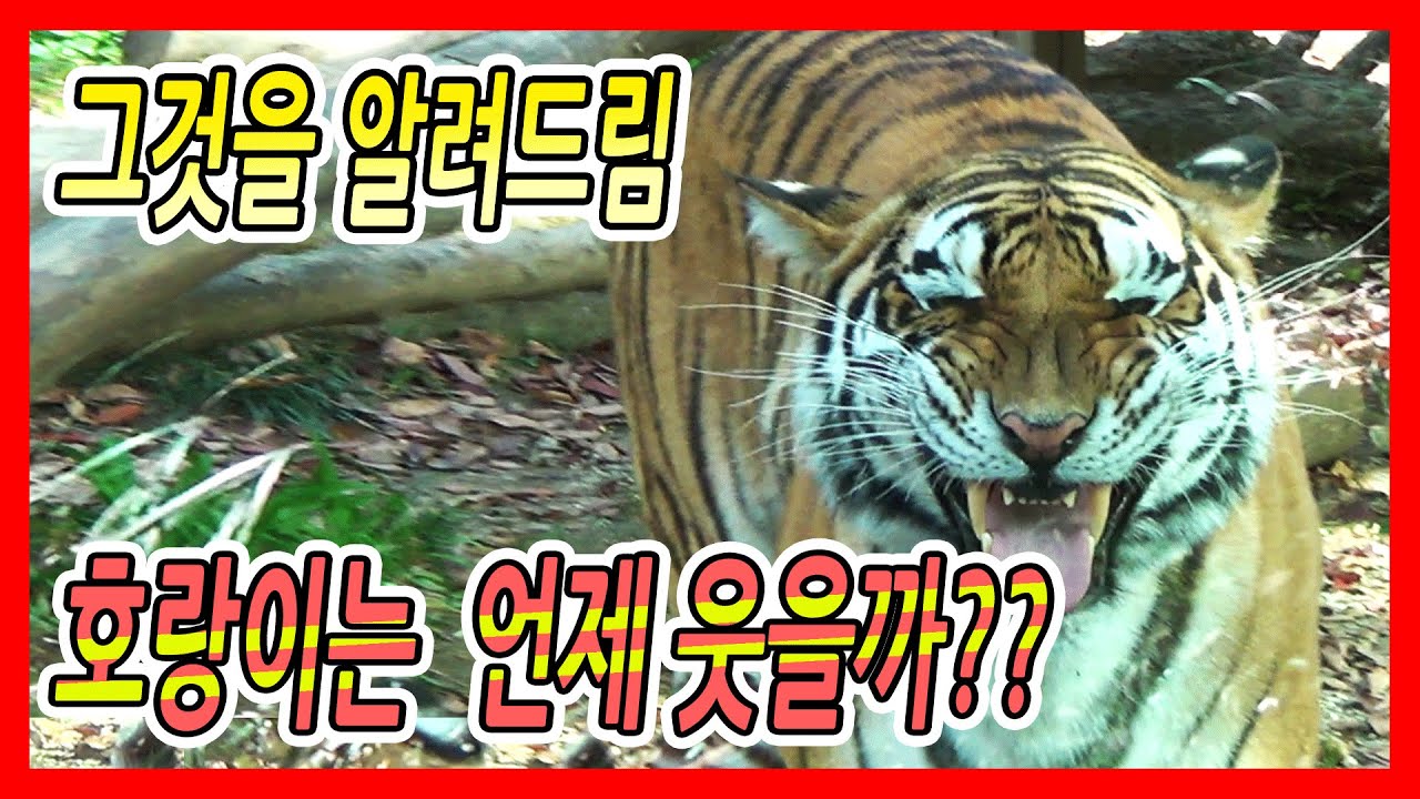 [그것을 알려드림] 호랑이는 언제 웃을까?? (ft. 에버랜드 건곤, 태범, 무궁 )