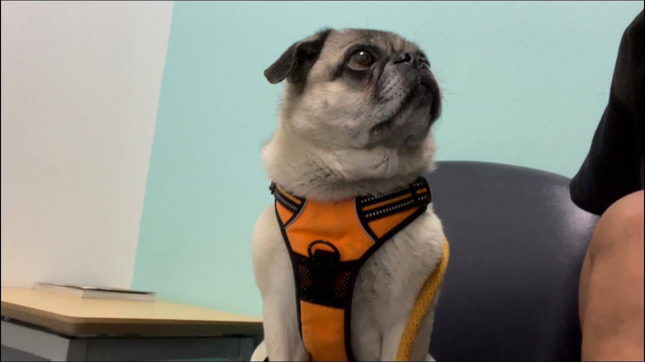 Louie Goes To The Vet!