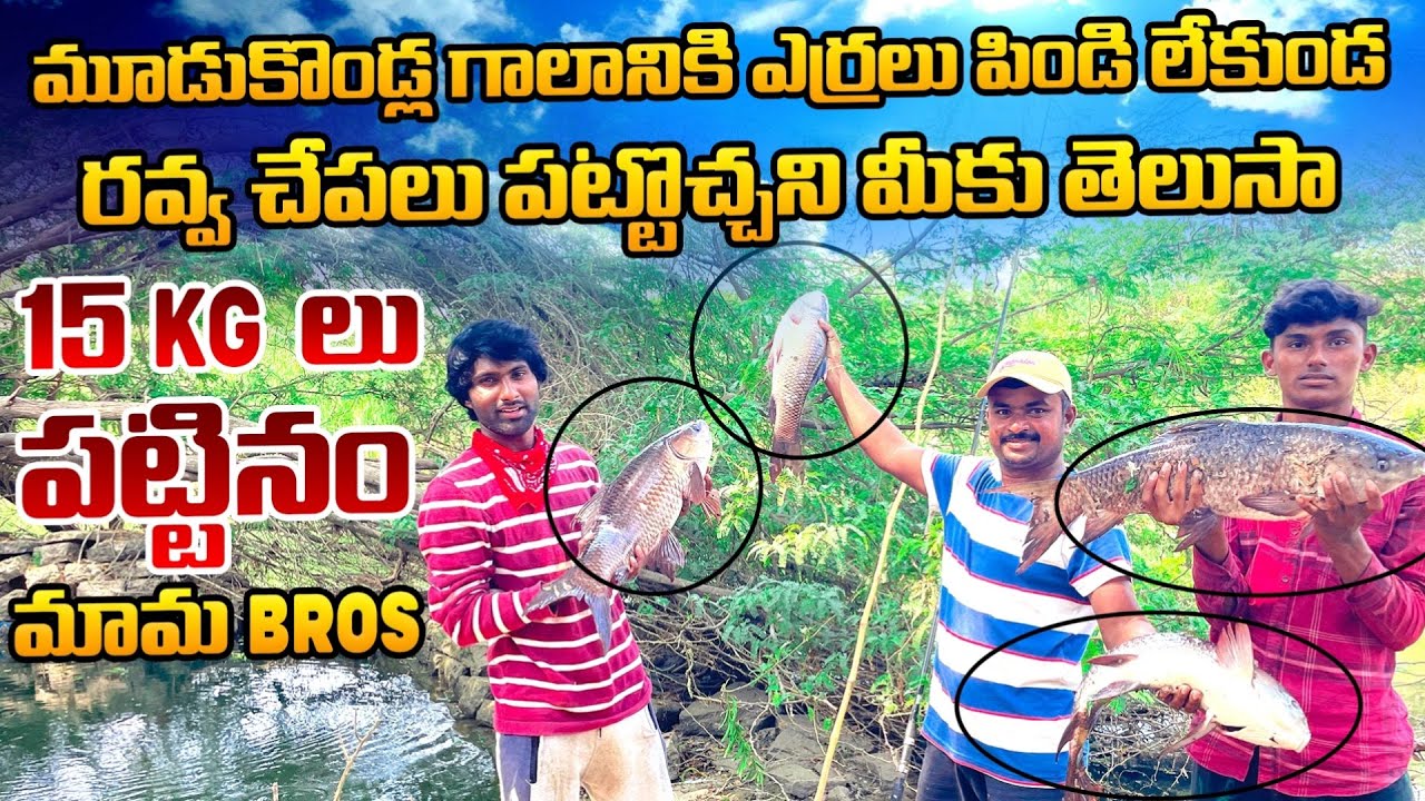 ఎర్రలు పిండి లేకుండ రవ్వ చేపలు మూడుకొండ్ల గాలానికి పట్టొచ్చని మీకు తెలుసా Best rohu fishing mama bro