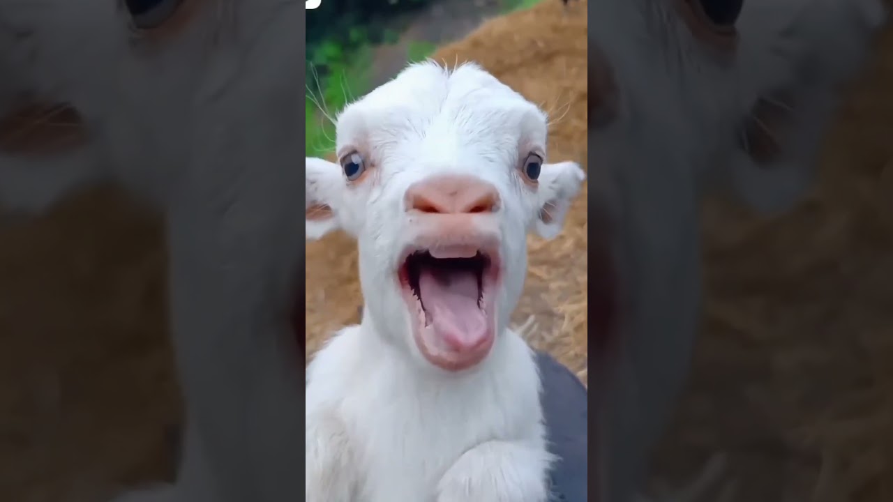 تربية الاغنام | ماع ماع | ياغنماتي | goat | معزة كيوت | تربية الحيوانات