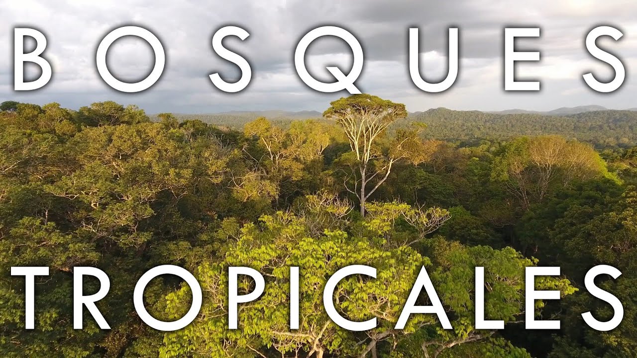 Bosque Tropical Perennifolio y Bosque Tropical Estacional - Biomas #1