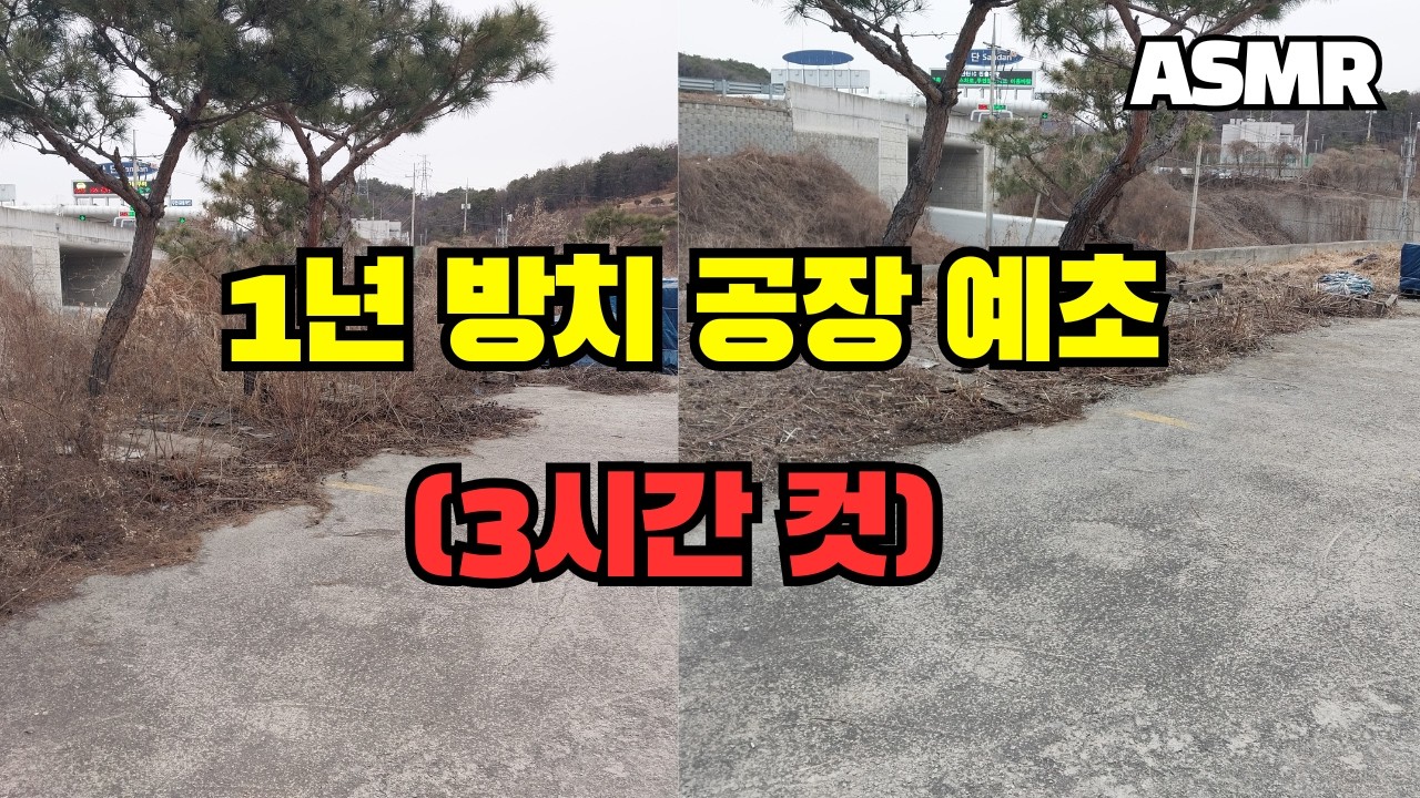 예초기가 튕겨 나가는 목질화된 파주 공장 부지 3시간 혼자 밀어버리기 (파주 100평)