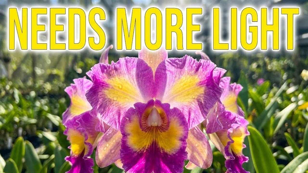 Why Your Cattleya Won’t Bloom