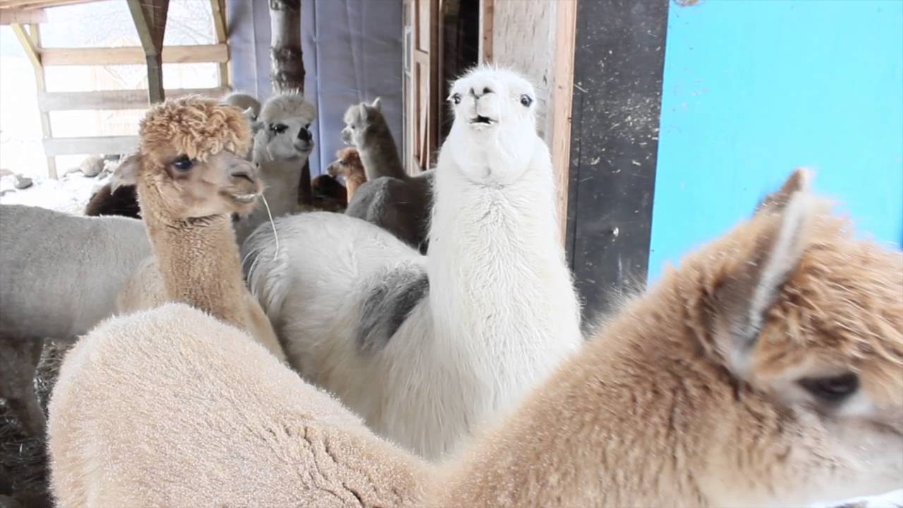 A Llama Love Story