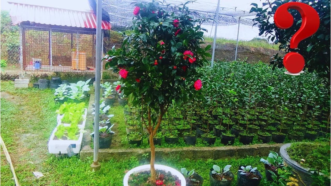GIỐNG TRÀ MY CỔ , CÓ NHIỀU ƯU ĐIỂM NHẤT , KHÔNG BAO GIỜ LỖI THỜI || VKC 0988015061
