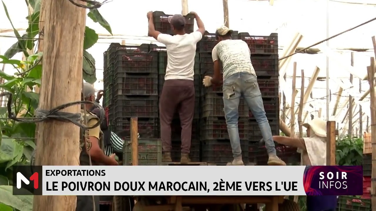 Exportations : Le poivron doux marocain, 2&egrave;me vers l&rsquo;UE