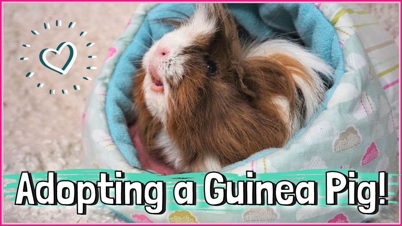 Adopting and Bringing Home a Rescue Guinea Pig! Surprise!