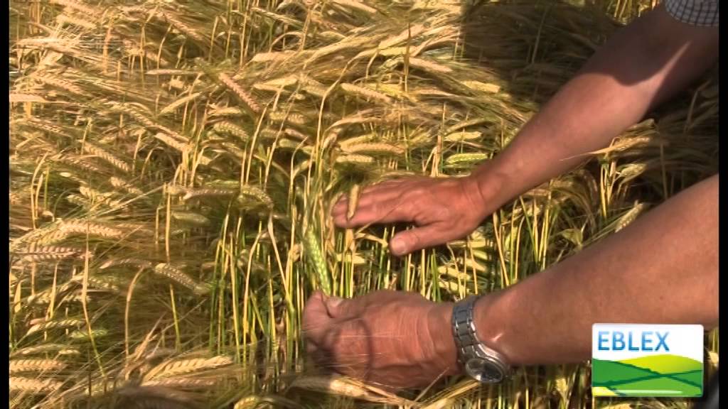 When to harvest wholecrop spring barley