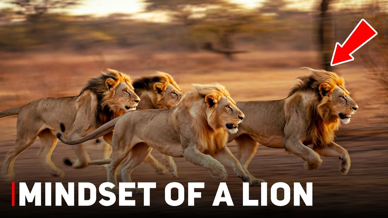 How Lions Think | The Psychology of a Fearless Predator