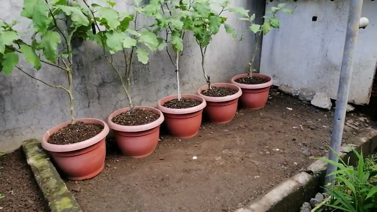 PINUTOL KO NA YONG NIYOG - 20 DEC 2025