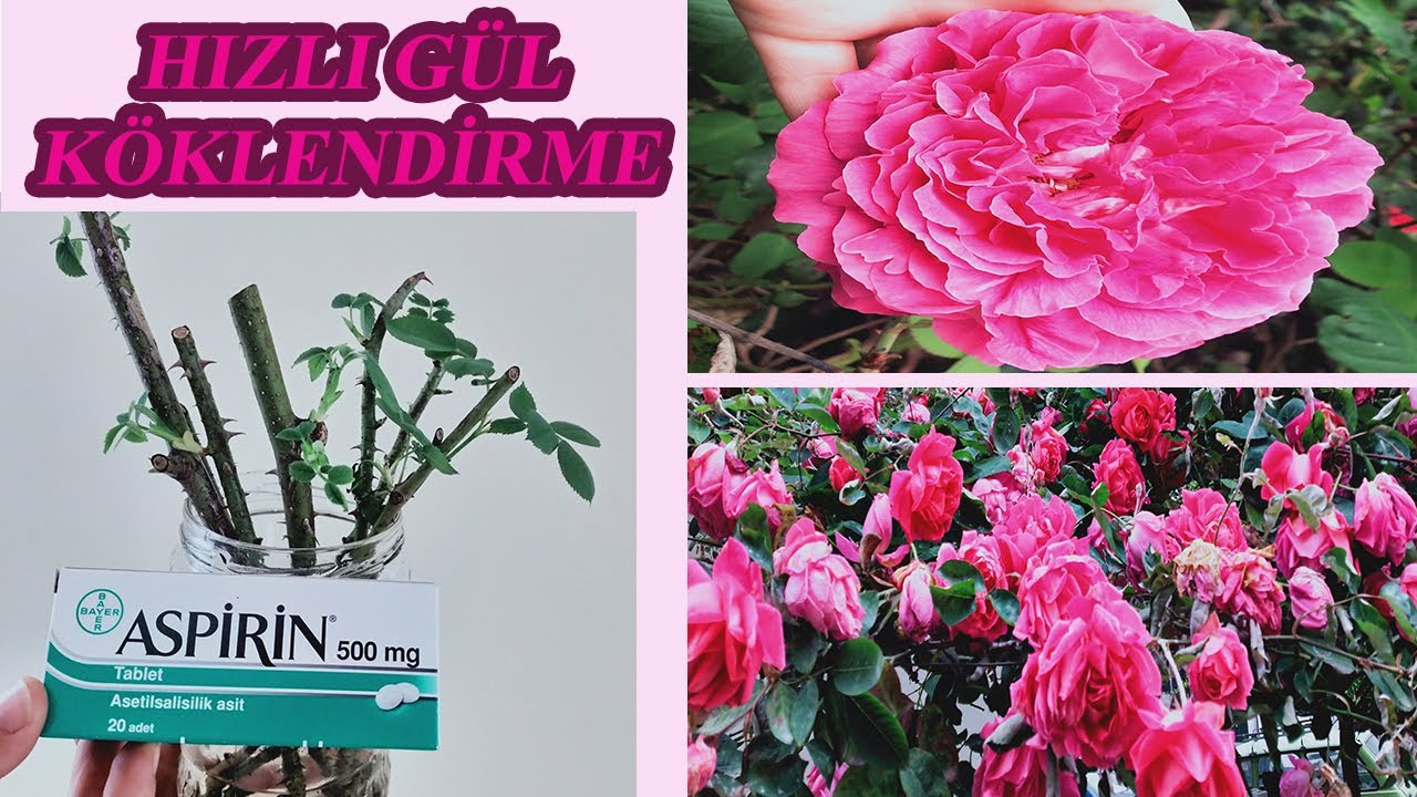 HIZLI GÜL KÖKLENDİRME, ÇELİKLE GÜL ÇOĞALTMA,  GÜL NASIL ÇOĞALTILIR, GÜL ÇOĞALTMA YÖNTEMLERİ,