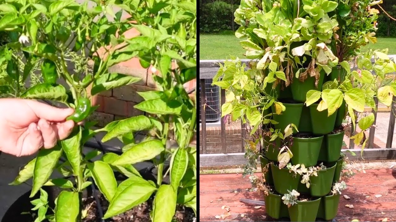 This Garden Cleanup Got Spicy