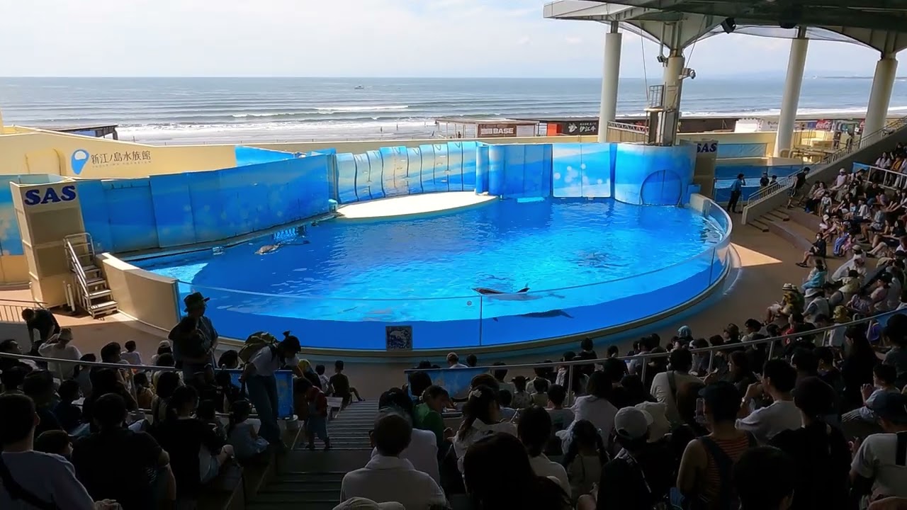 Enoshima Aquarium Dolphin Show | 江ノ島水族館イルカショー | Japan ASMR 4K | Tokyo Calm Travels And Beyond